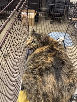 Big Kitty - In Foster