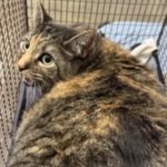 Big Kitty - In Foster — thumbnail 2