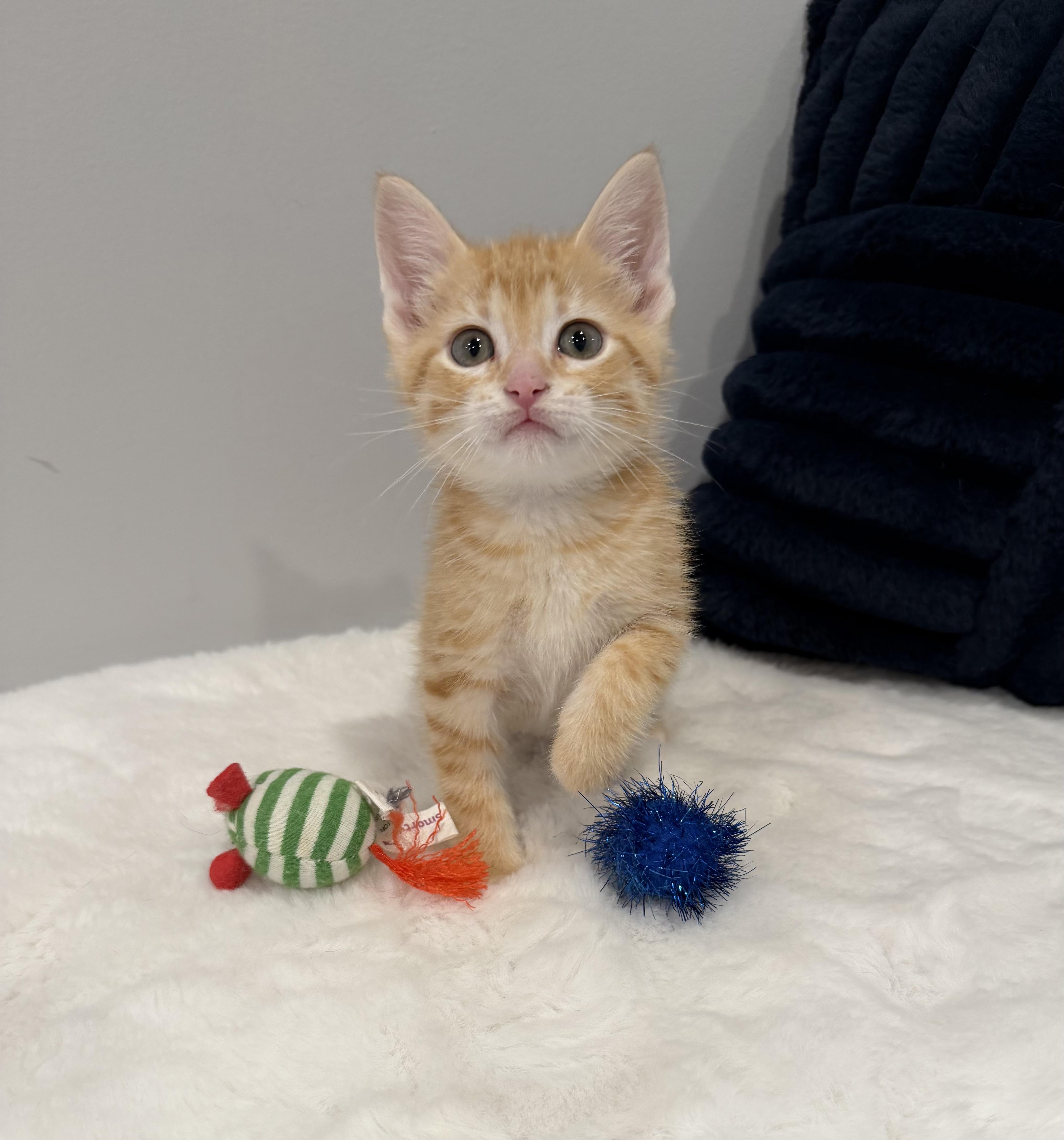 Navel, a ADOPTABLE Domestic Short Hair in Chicago, IL image 2/5