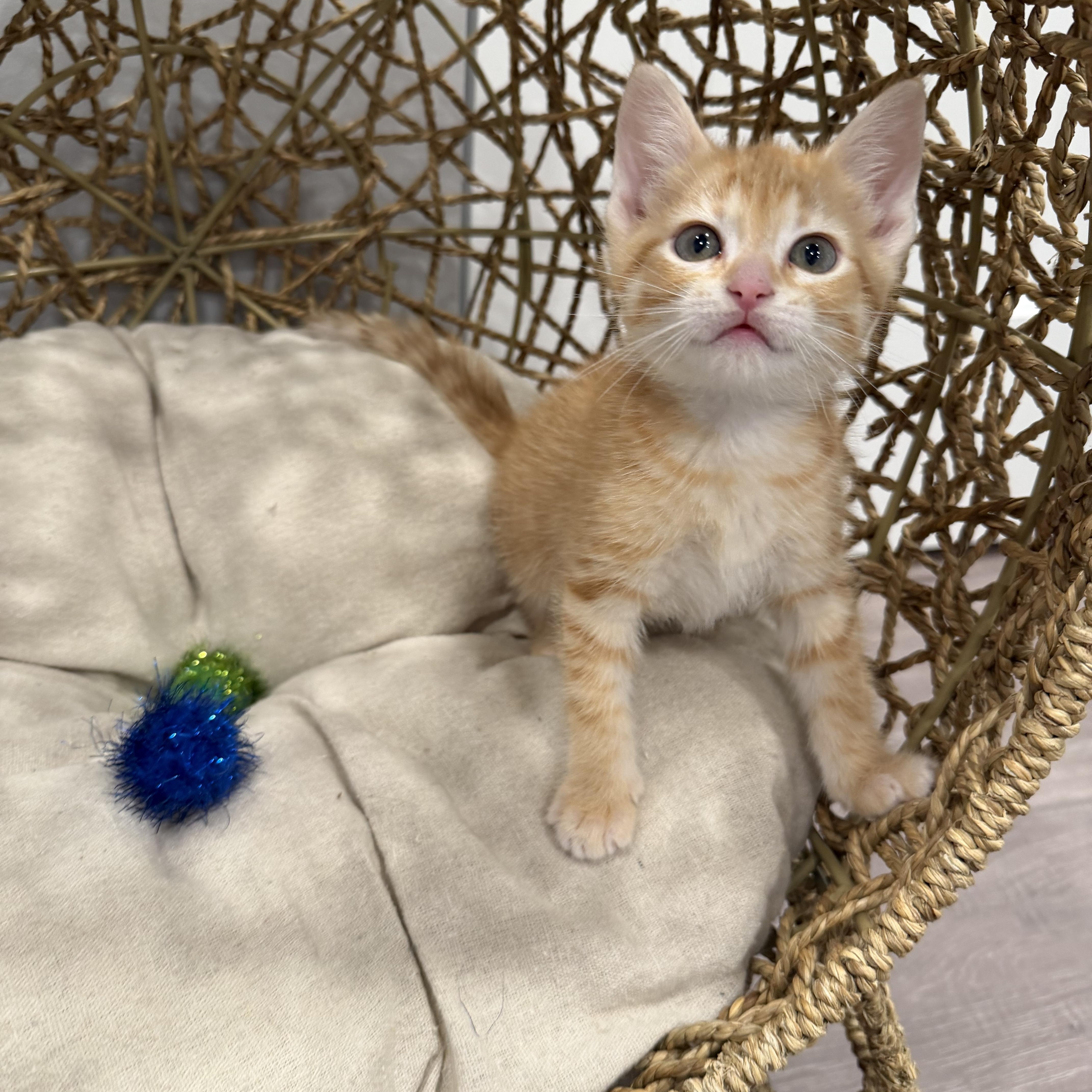 Navel, a ADOPTABLE Domestic Short Hair in Chicago, IL image 4/5