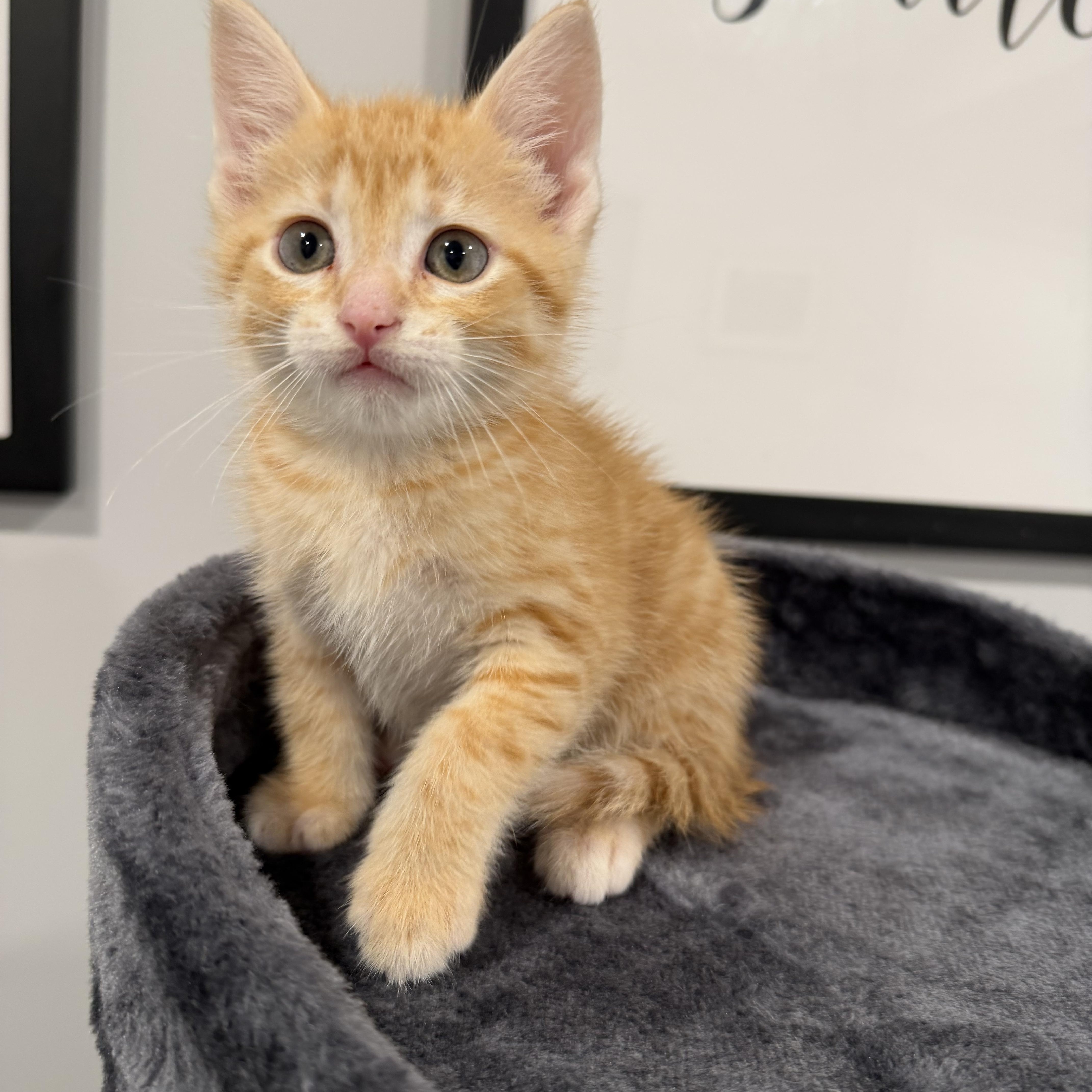 Navel, a ADOPTABLE Domestic Short Hair in Chicago, IL image 3/5