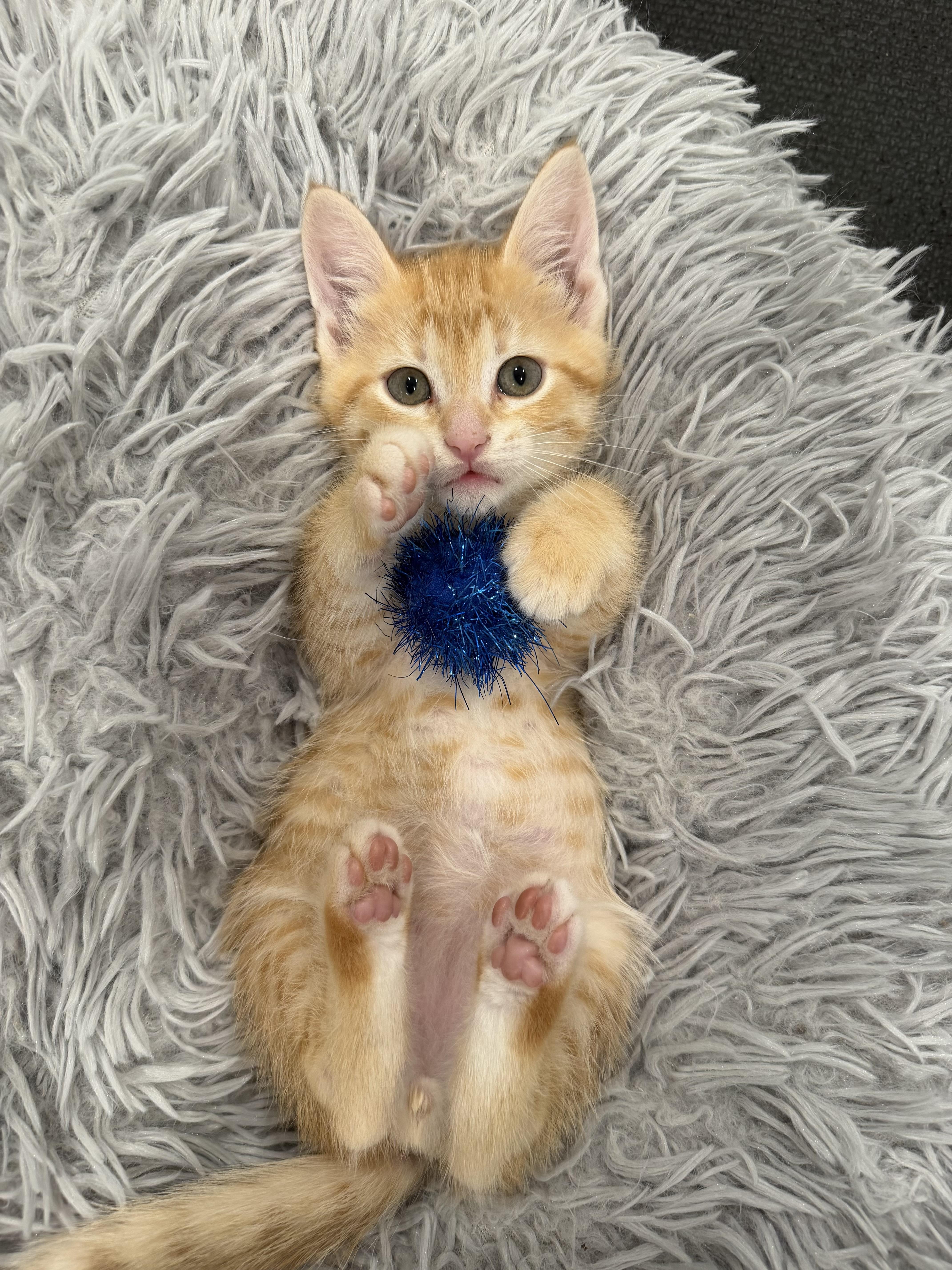 Navel, ADOPTABLE, Kitten Male Domestic Short Hair.