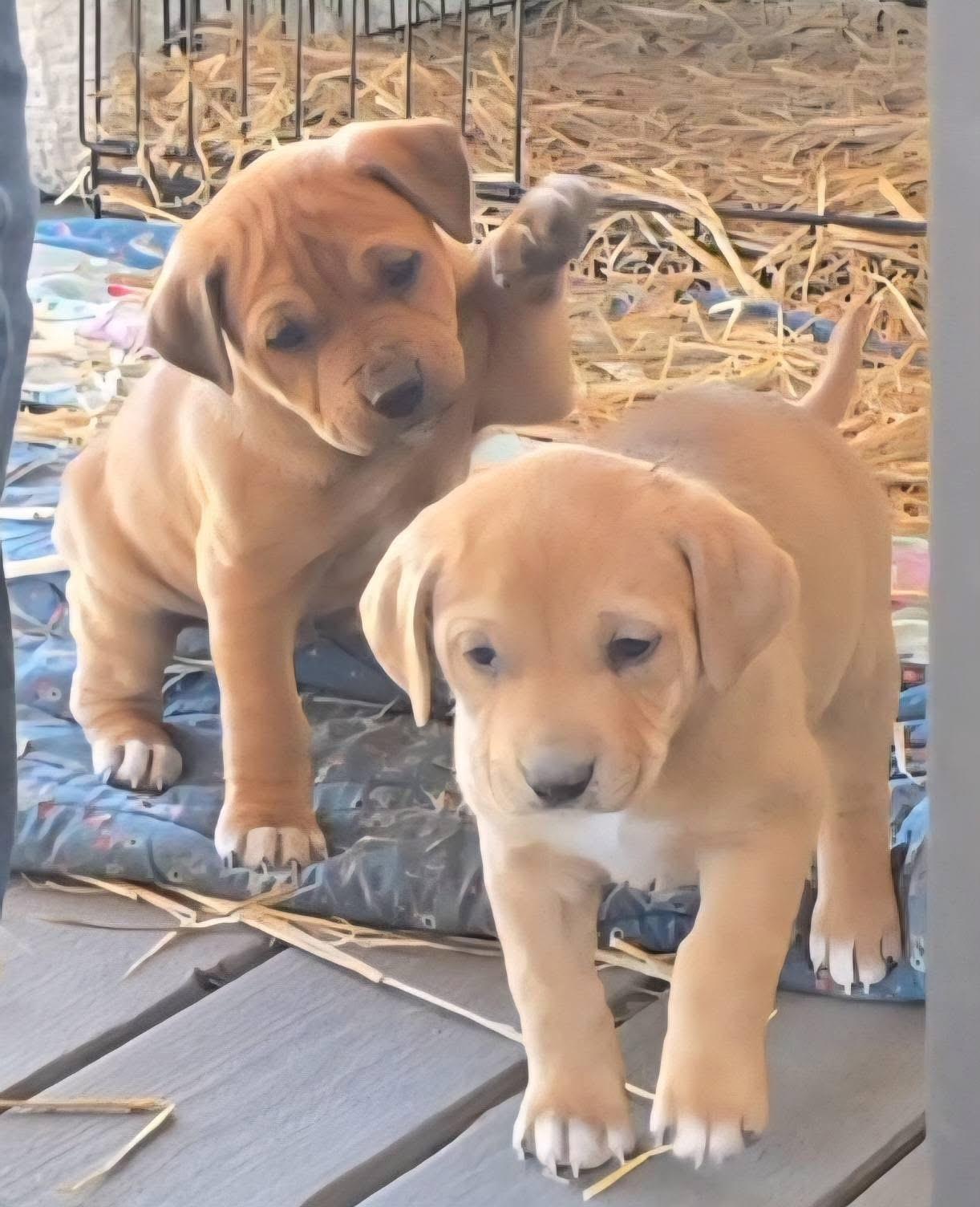 Twizzler — thumbnail 2