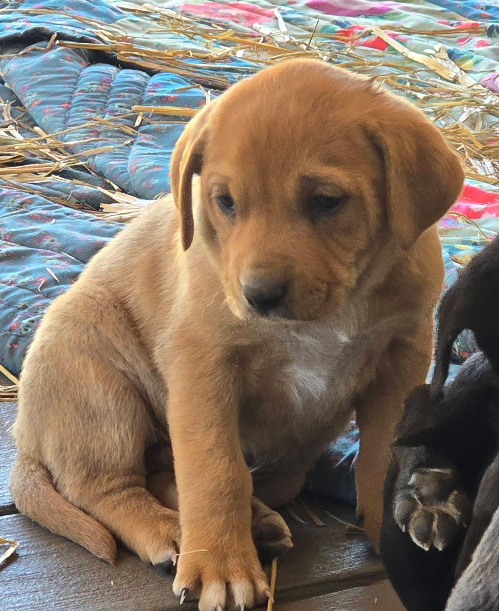 Twizzler — thumbnail 5