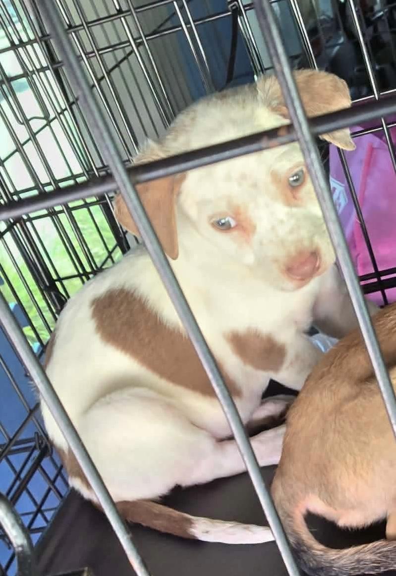 Enlarge Luna mississippi pup, a Adoptable mixed breed in Manalapan, NJ image 2/2