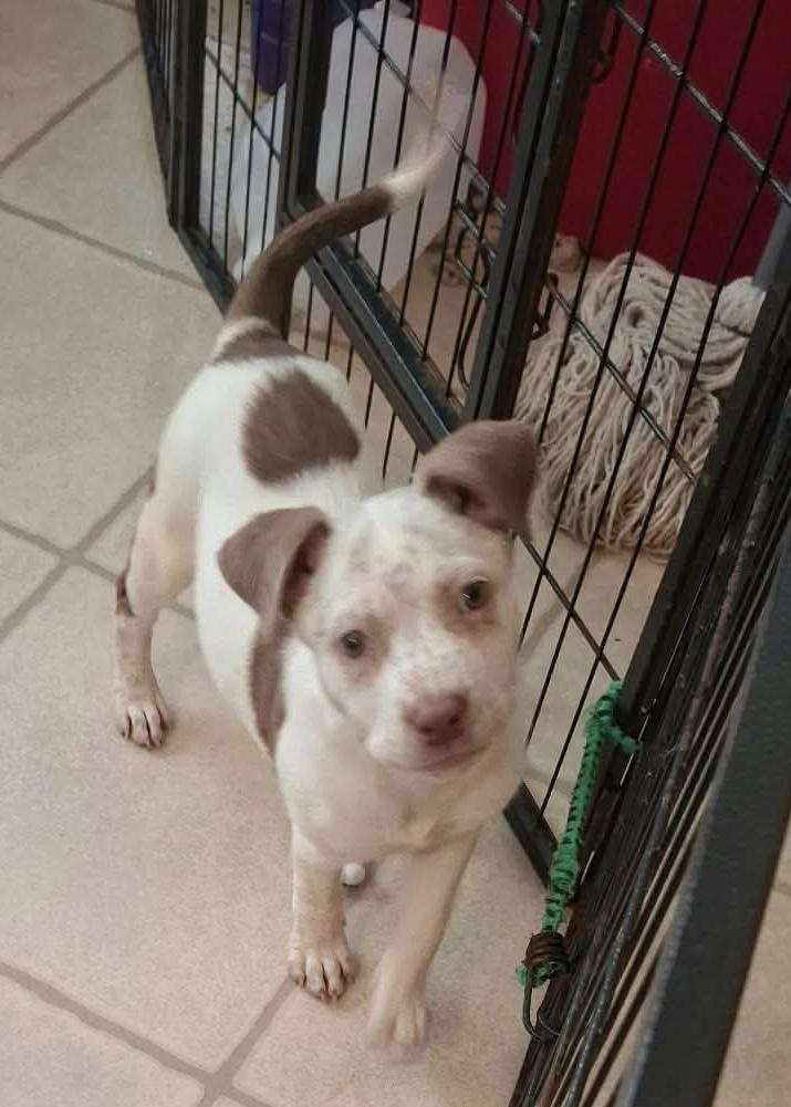 Luna mississippi pup, Adoptable, Puppy Female Labrador Retriever & American Staffordshire Terrier.