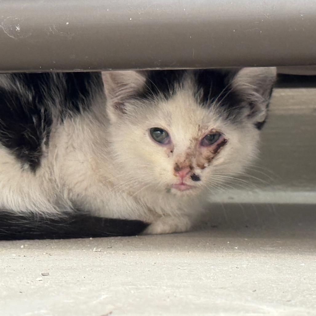 Amos, Adoptable, Kitten Male Domestic Short Hair.
