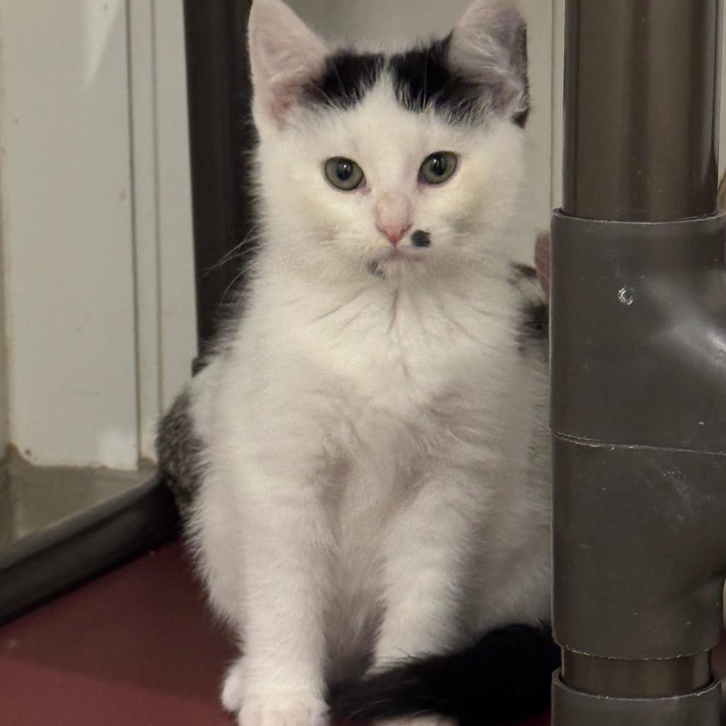 Amos, a Adoptable Domestic Short Hair in Redwood Falls, MN image 2/2