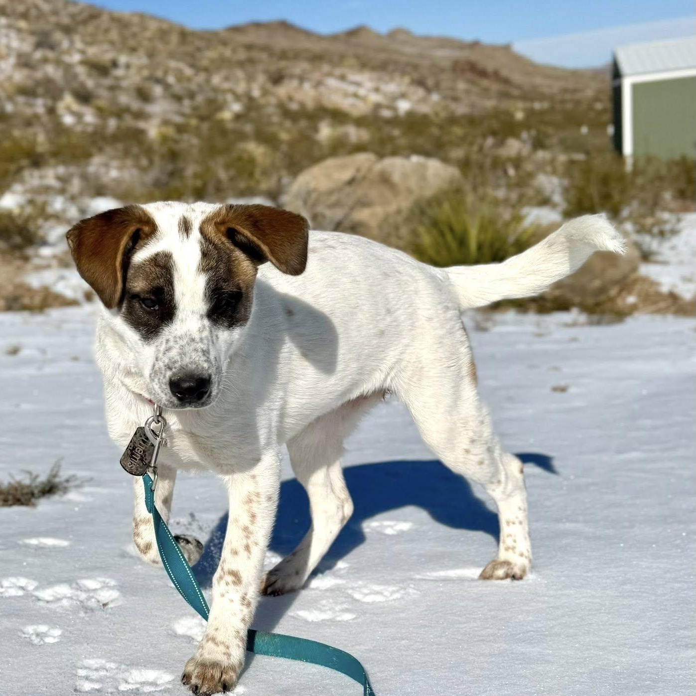Enlarge Themis, a ADOPTABLE mixed breed in Marfa, TX image 6/6