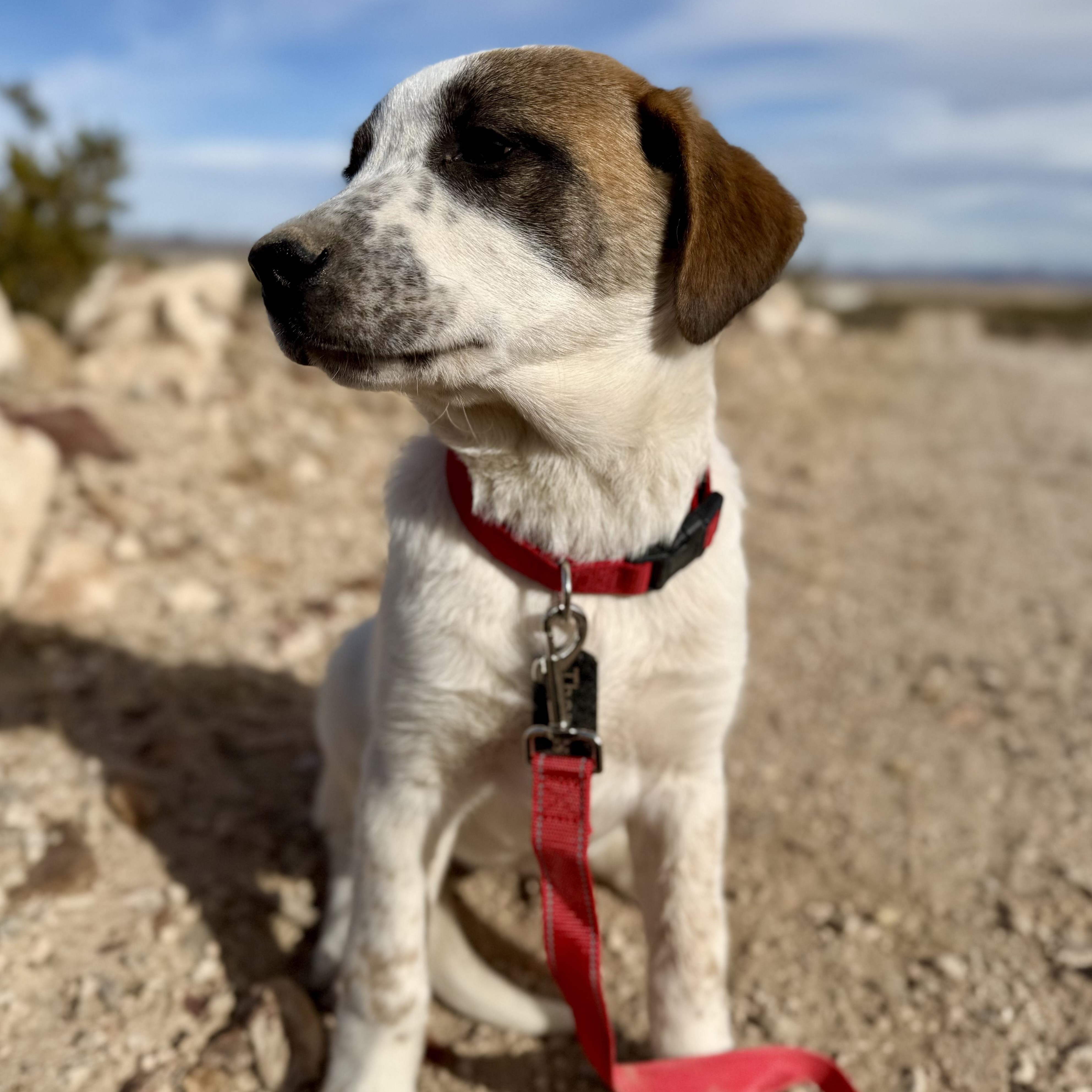 Enlarge Themis, a ADOPTABLE mixed breed in Marfa, TX image 3/6