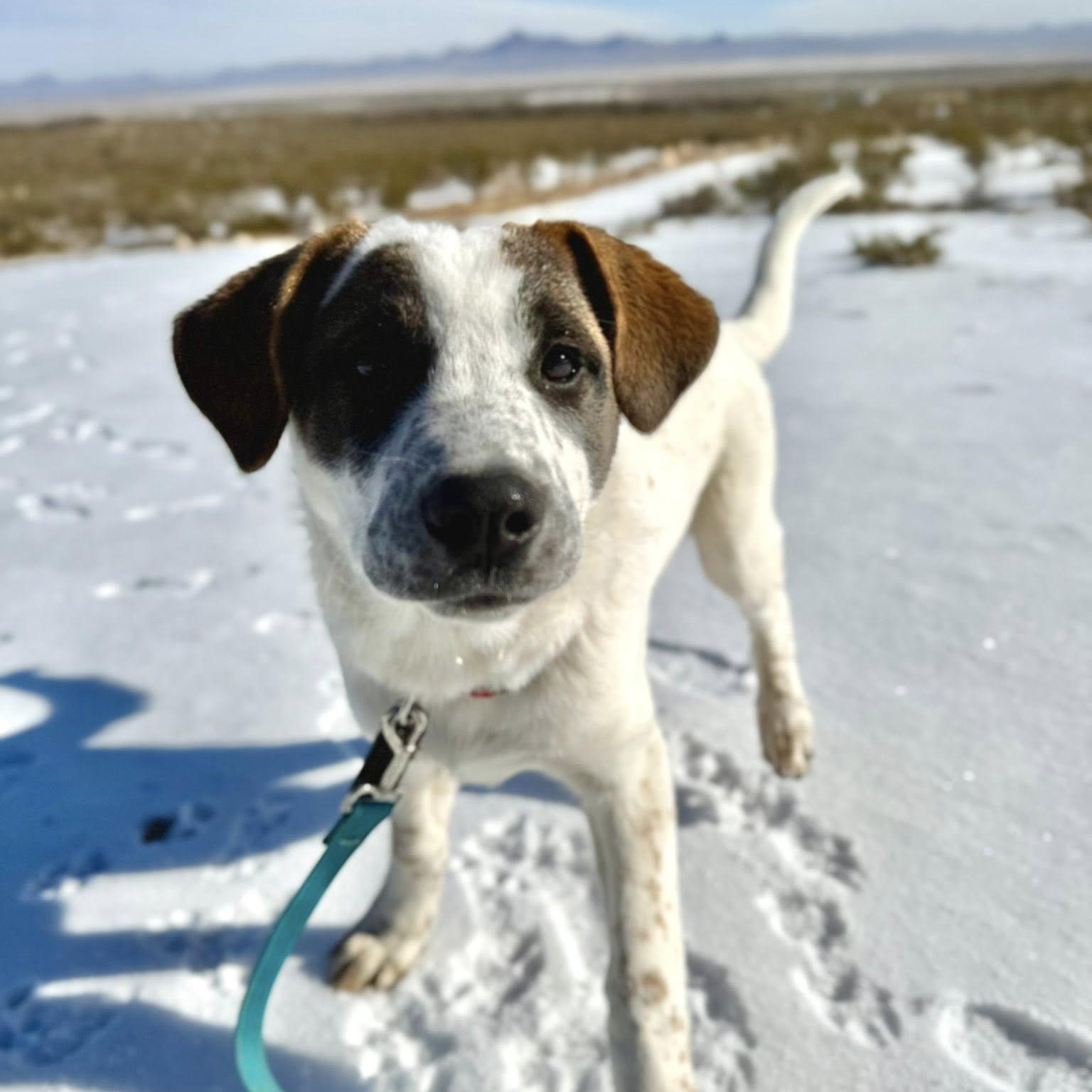 Enlarge Themis, a ADOPTABLE mixed breed in Marfa, TX image 1/6