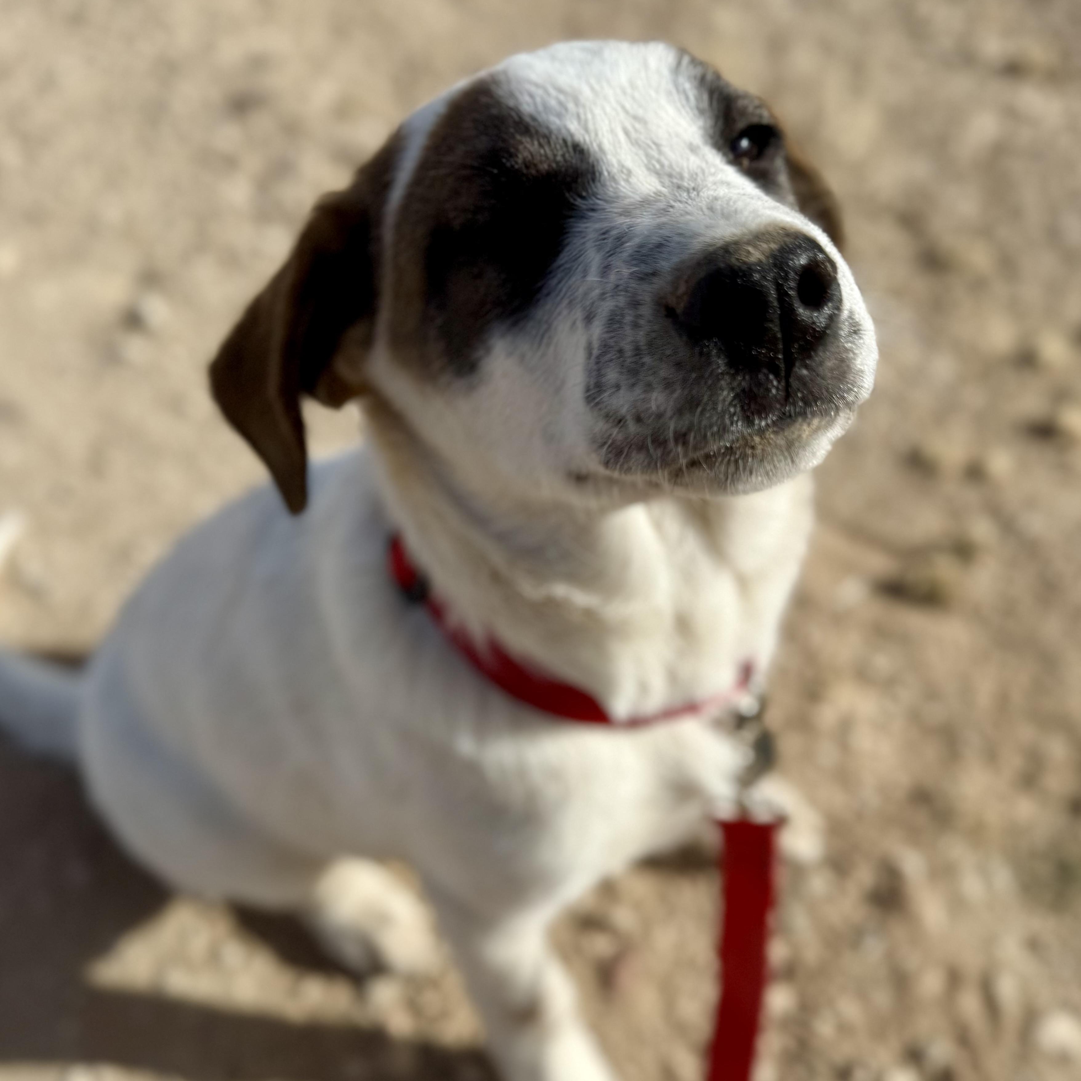 Enlarge Themis, a ADOPTABLE mixed breed in Marfa, TX image 4/6