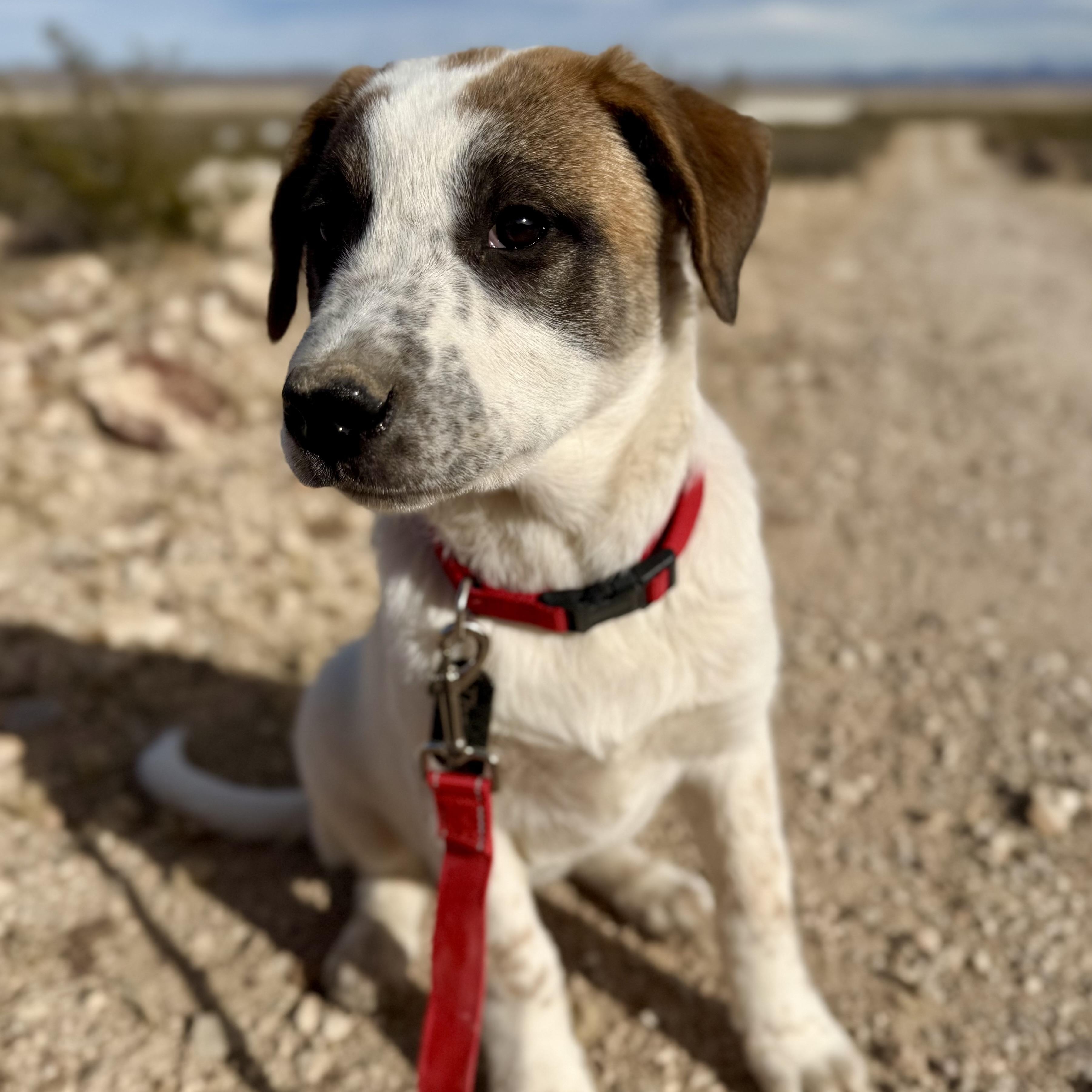 Enlarge Themis, a ADOPTABLE mixed breed in Marfa, TX image 5/6