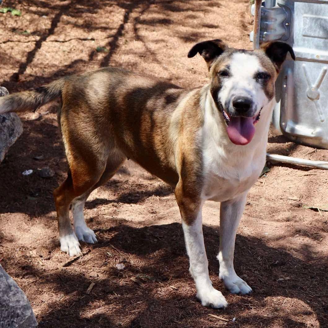 Carmela, Adoptable, Young Female Cattle Dog.