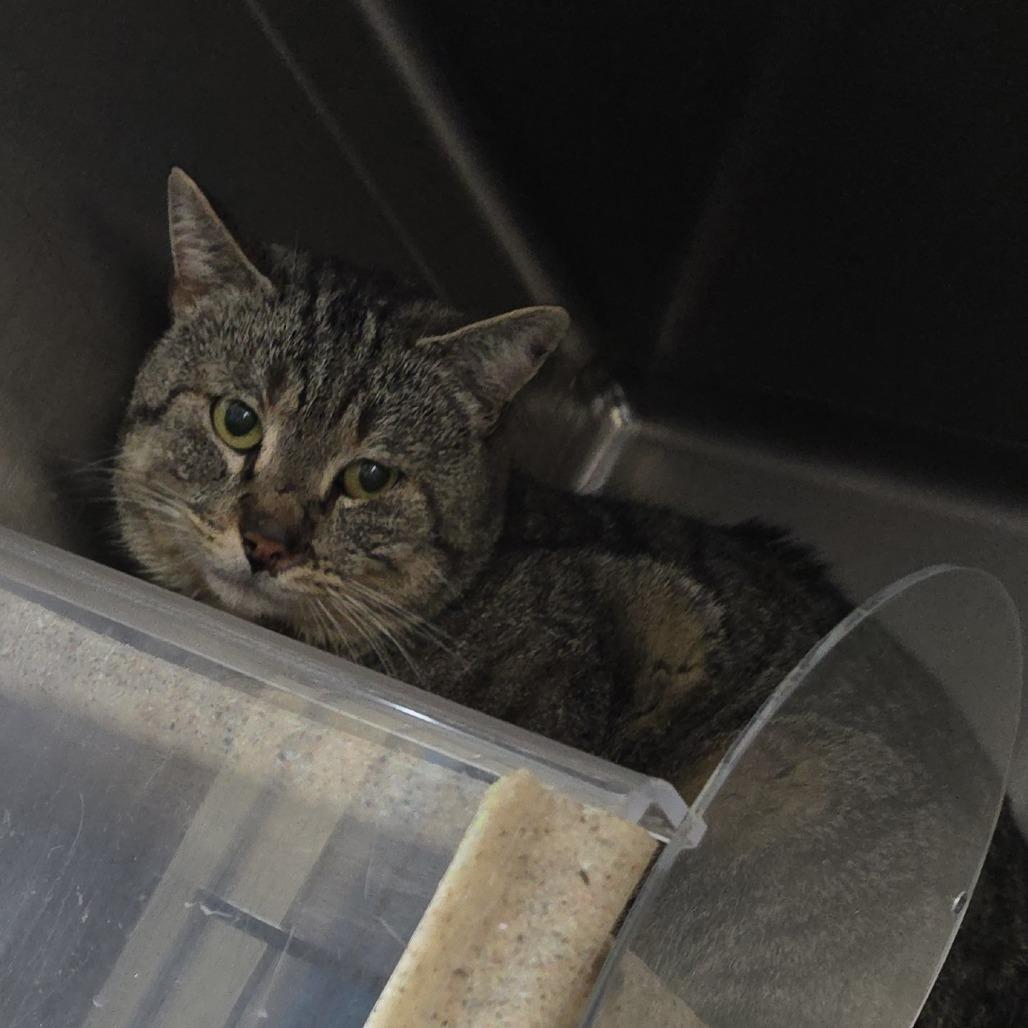 Husk 26-0068, Adoptable, Adult Male Domestic Short Hair.