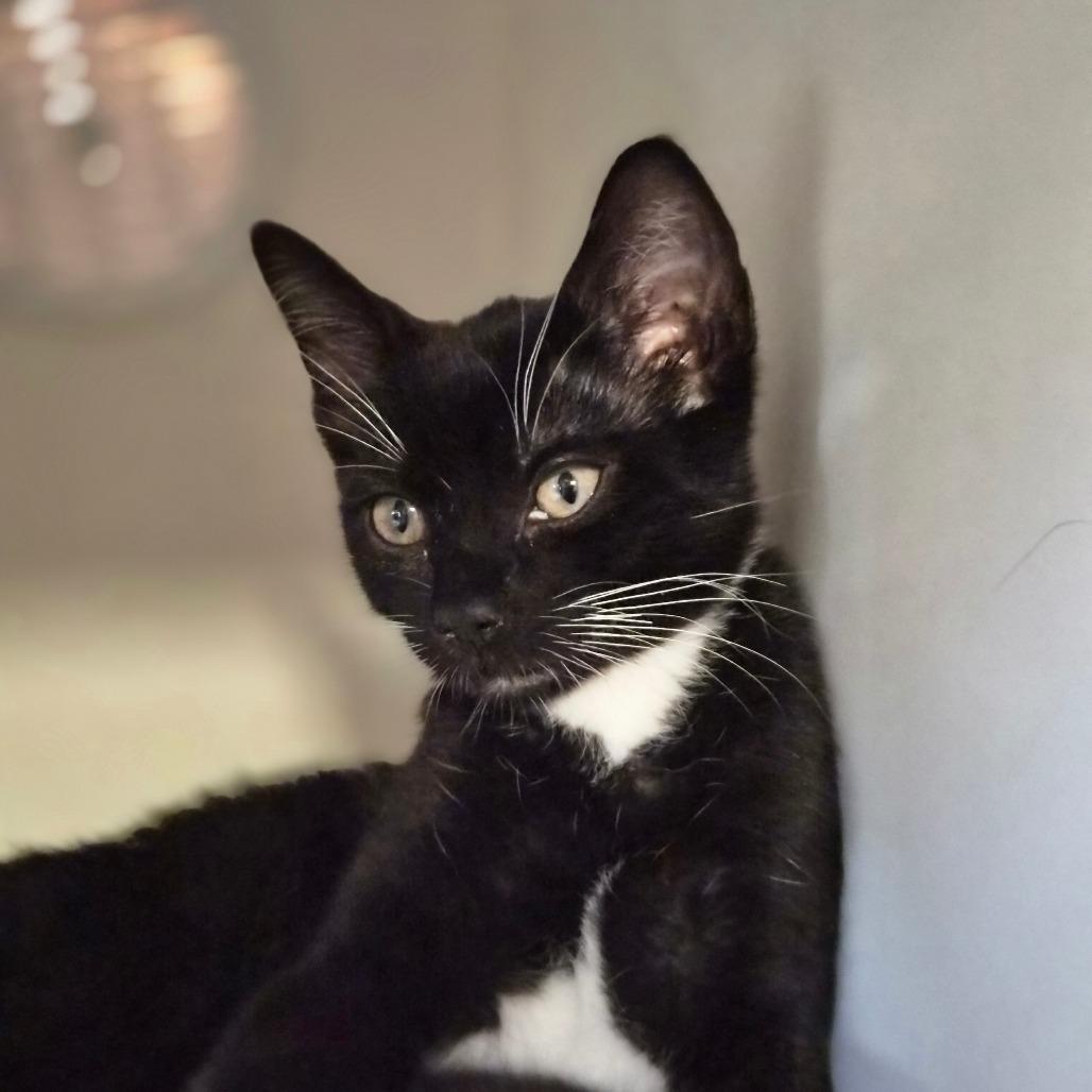 Velociraptor, Adoptable, Kitten Female Domestic Short Hair.