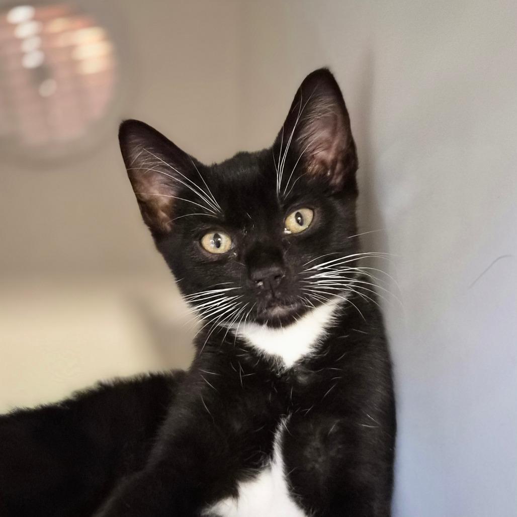 Enlarge Velociraptor, a Adoptable Domestic Short Hair in Riverside, CA image 2/5
