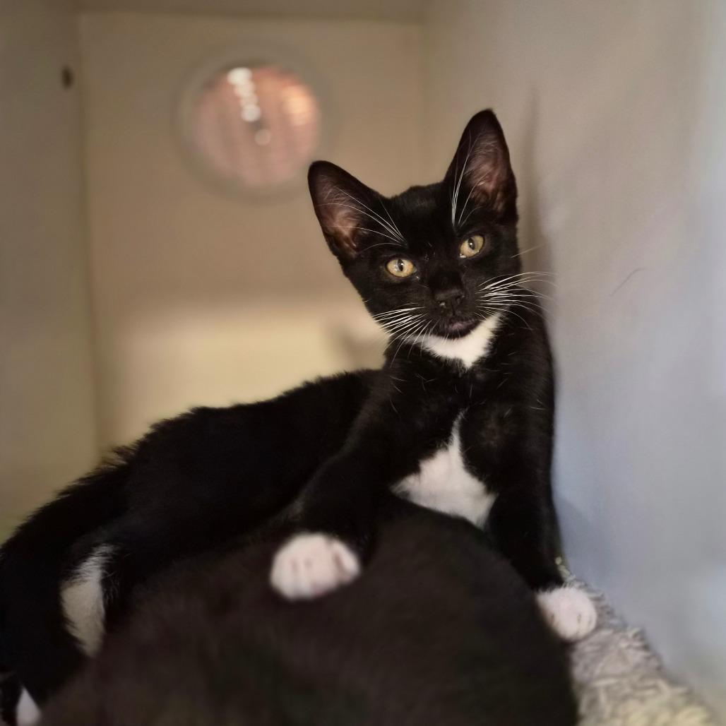 Enlarge Velociraptor, a Adoptable Domestic Short Hair in Riverside, CA image 3/5