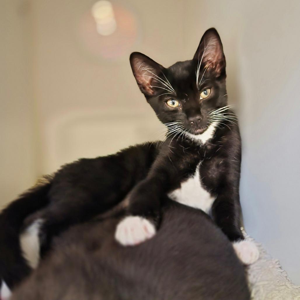 Enlarge Velociraptor, a Adoptable Domestic Short Hair in Riverside, CA image 4/5