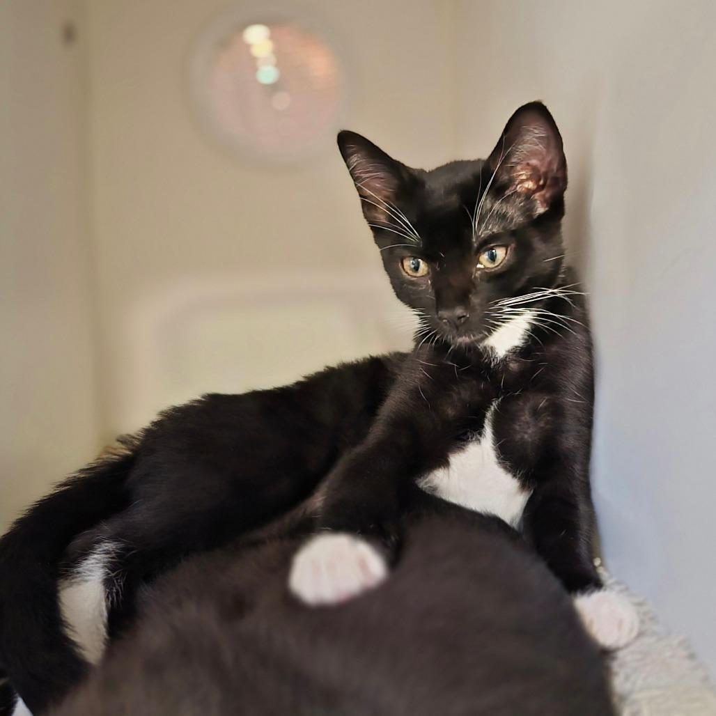 Enlarge Velociraptor, a Adoptable Domestic Short Hair in Riverside, CA image 5/5