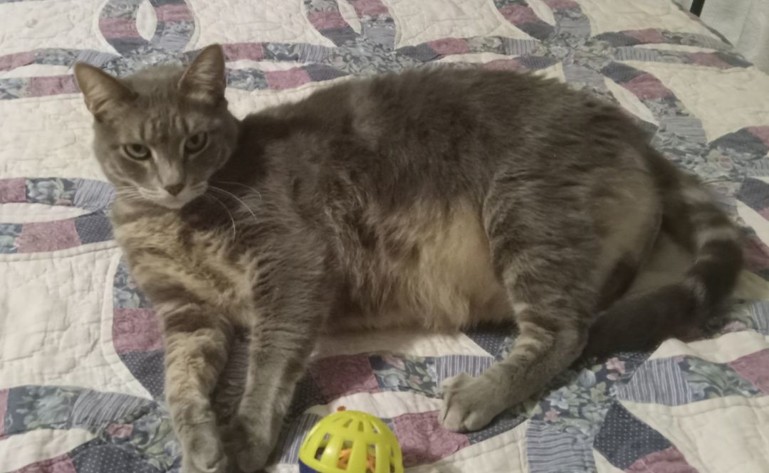 Paris, Adoptable, Adult Male Domestic Short Hair.