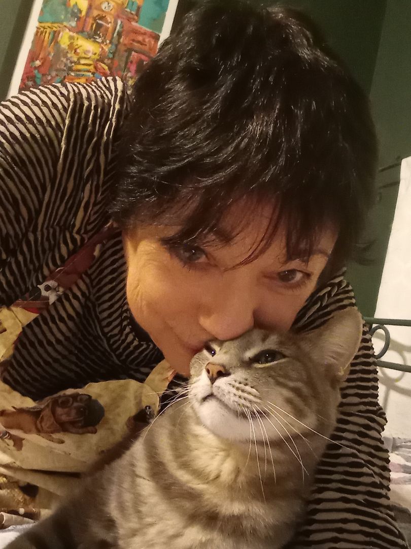 Paris, Adoptable, Adult Male Domestic Short Hair.