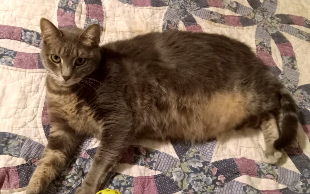 Paris, a Adoptable Domestic Short Hair in Chandler, AZ image 3/5