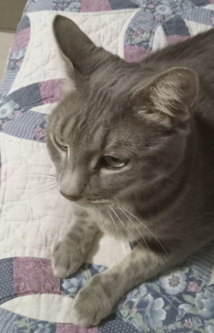 Paris, a Adoptable Domestic Short Hair in Chandler, AZ image 4/5