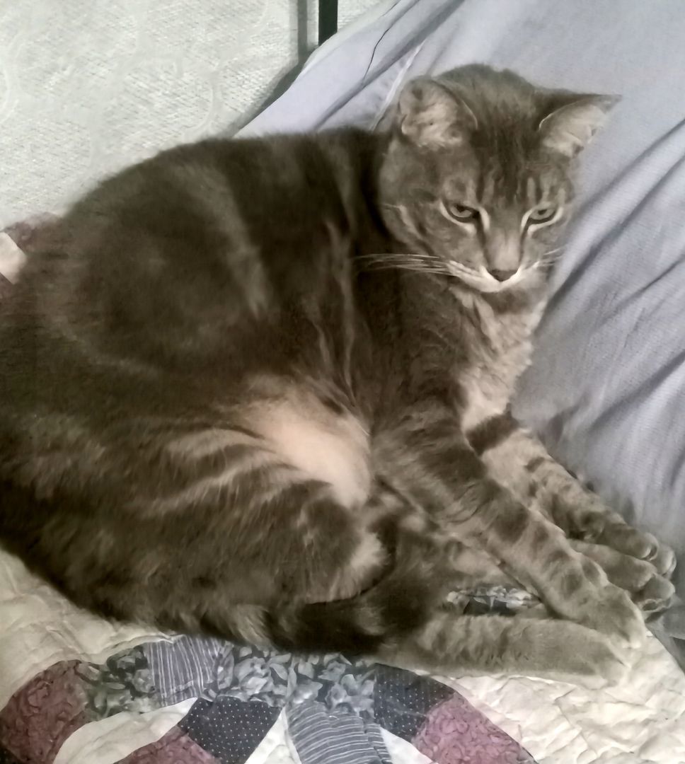 Paris, a Adoptable Domestic Short Hair in Chandler, AZ image 5/5