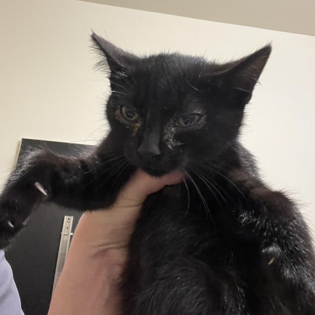 Enlarge Wednesday (4), a Adoptable Domestic Short Hair in Sonoma, CA image 1/2