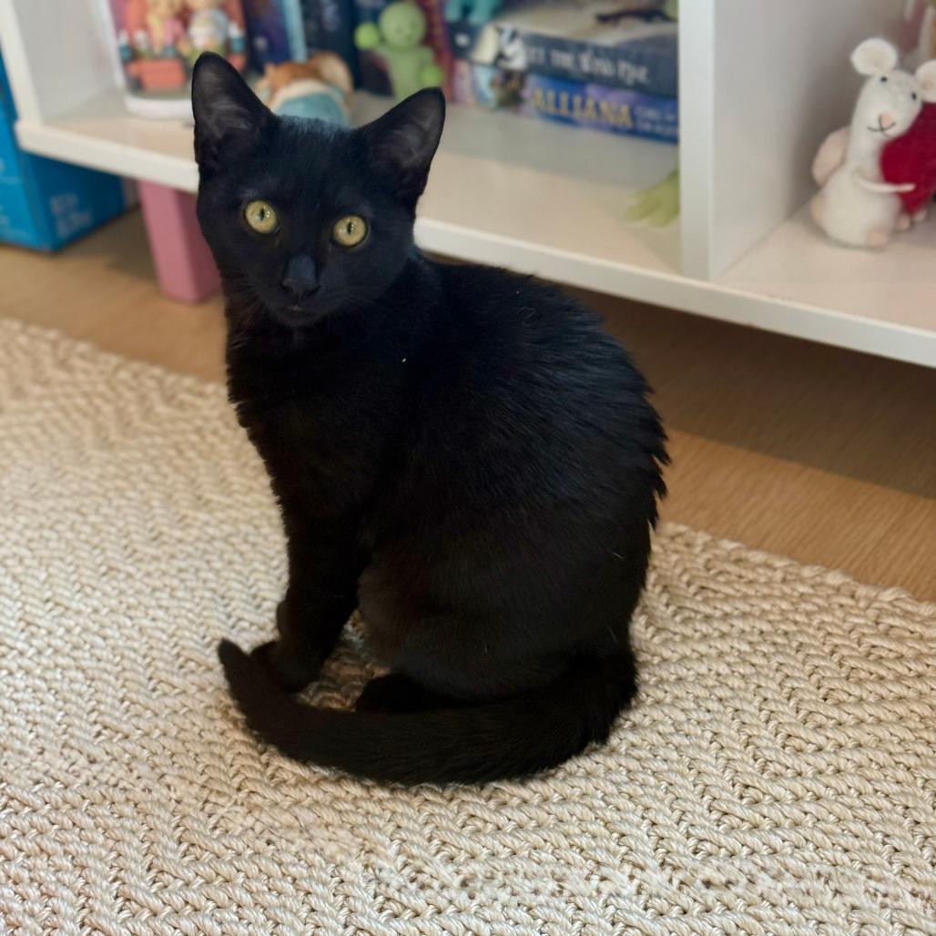 Enlarge Wednesday (4), a Adoptable Domestic Short Hair in Sonoma, CA image 2/2