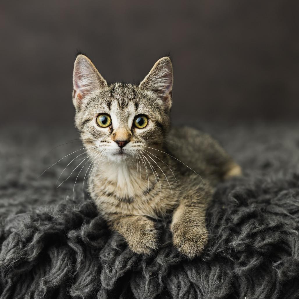 Enlarge Yabba Dabba Doo, a Adoptable Domestic Short Hair in St. Paul, MN image 1/5