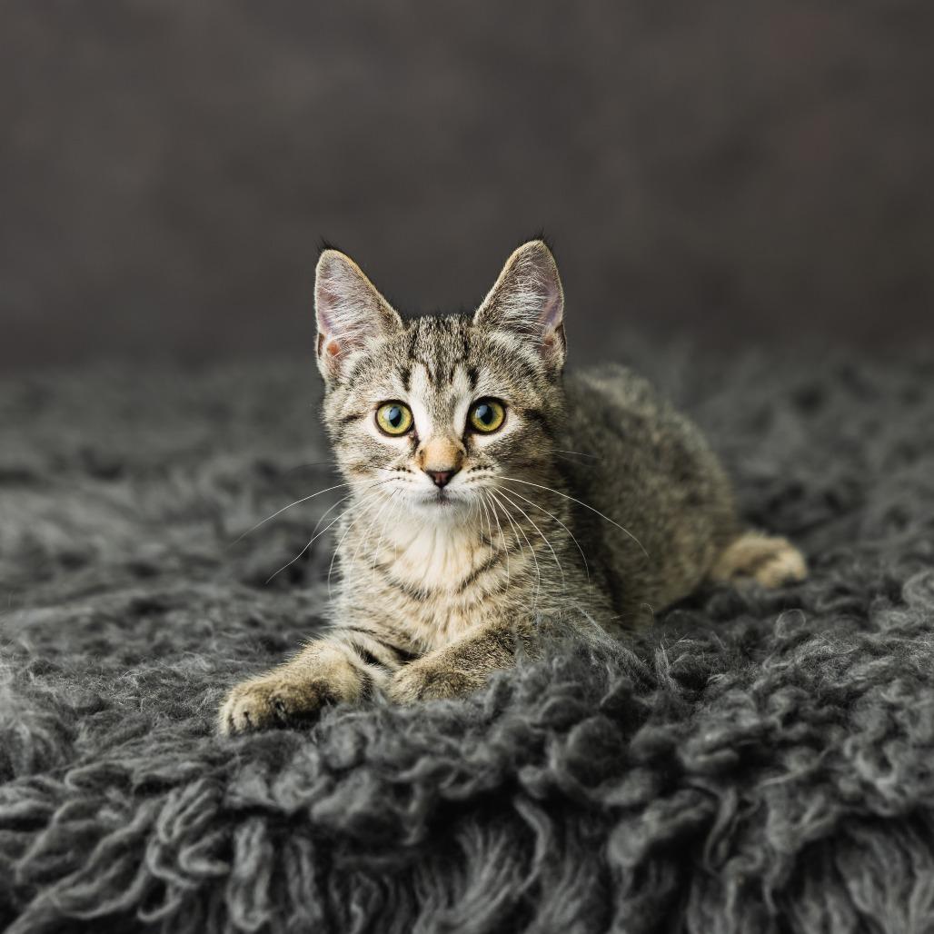 Enlarge Yabba Dabba Doo, a Adoptable Domestic Short Hair in St. Paul, MN image 2/5