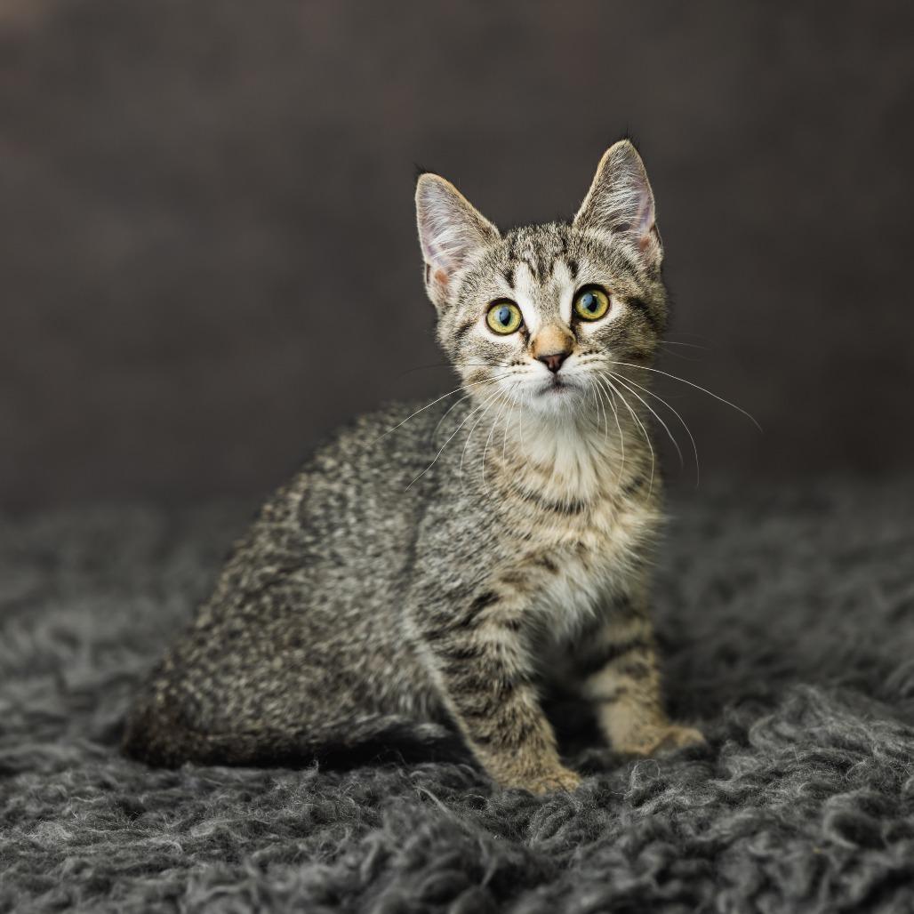 Enlarge Yabba Dabba Doo, a Adoptable Domestic Short Hair in St. Paul, MN image 3/5