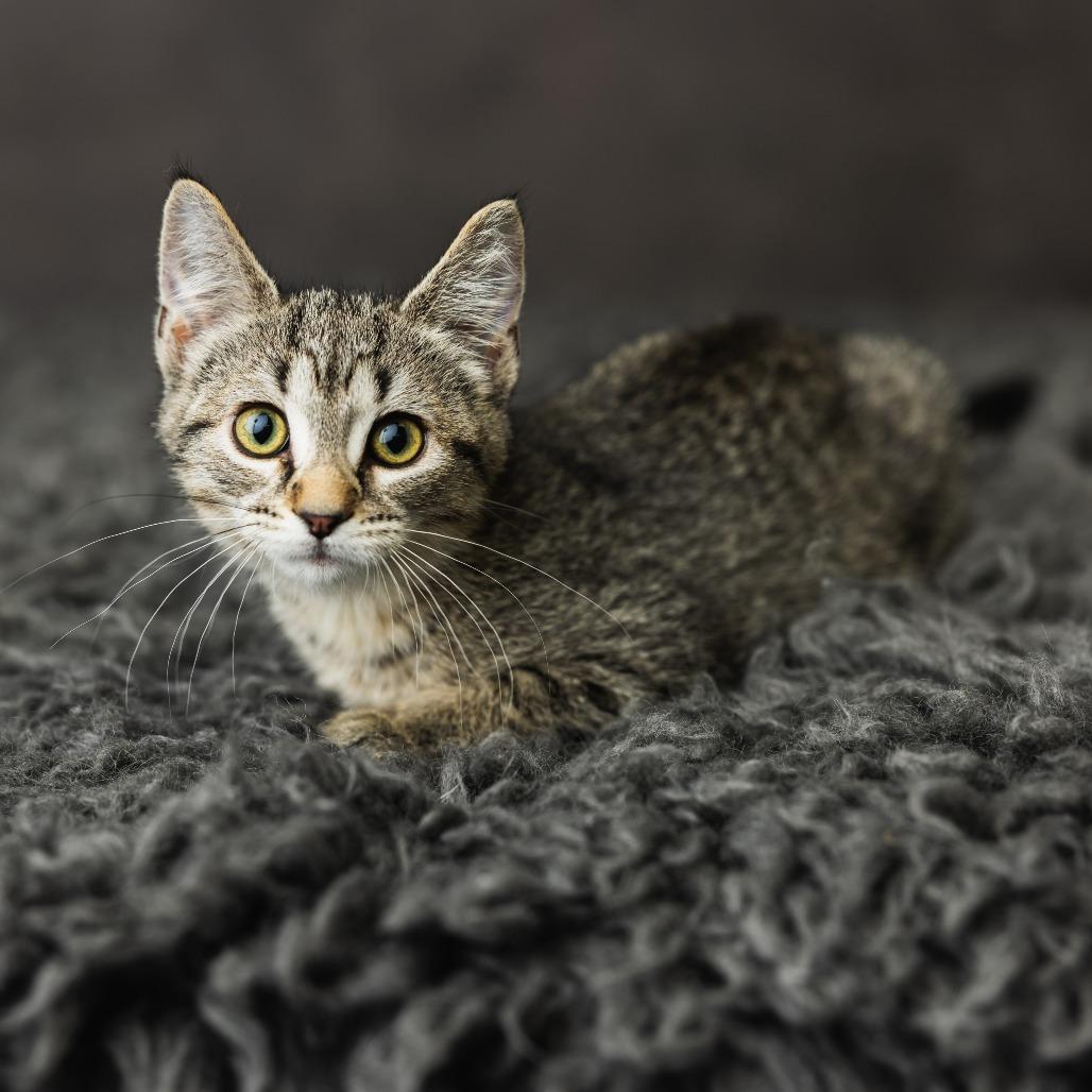 Enlarge Yabba Dabba Doo, a Adoptable Domestic Short Hair in St. Paul, MN image 4/5