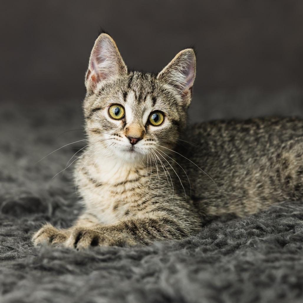Enlarge Yabba Dabba Doo, a Adoptable Domestic Short Hair in St. Paul, MN image 5/5