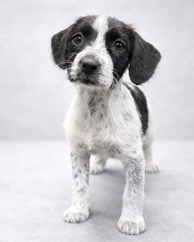 Enlarge Dartmouth, a Adoptable mixed breed in Reno, NV image 1/5