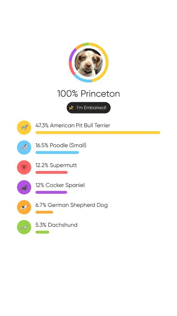 Enlarge Dartmouth, a Adoptable mixed breed in Reno, NV image 2/5