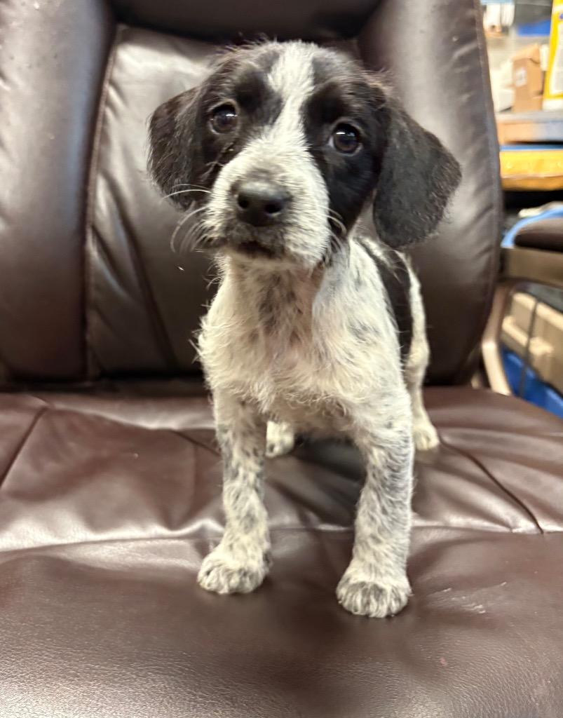 Enlarge Dartmouth, a Adoptable mixed breed in Reno, NV image 3/5