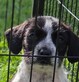 Enlarge Dartmouth, a Adoptable mixed breed in Reno, NV image 4/5