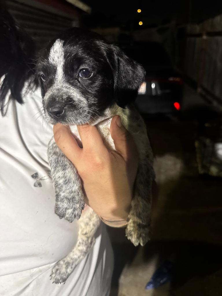 Enlarge Dartmouth, a Adoptable mixed breed in Reno, NV image 5/5