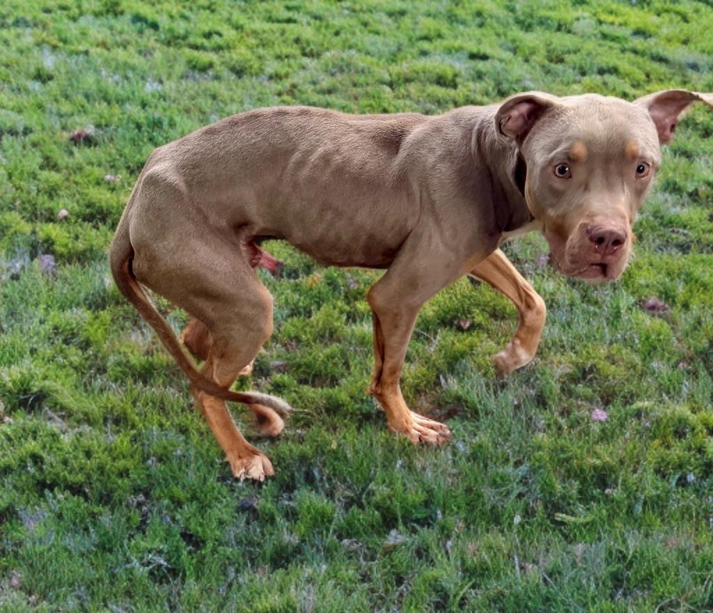 Enlarge Phantom, a ADOPTABLE mixed breed in Petersburg, VA image 4/5
