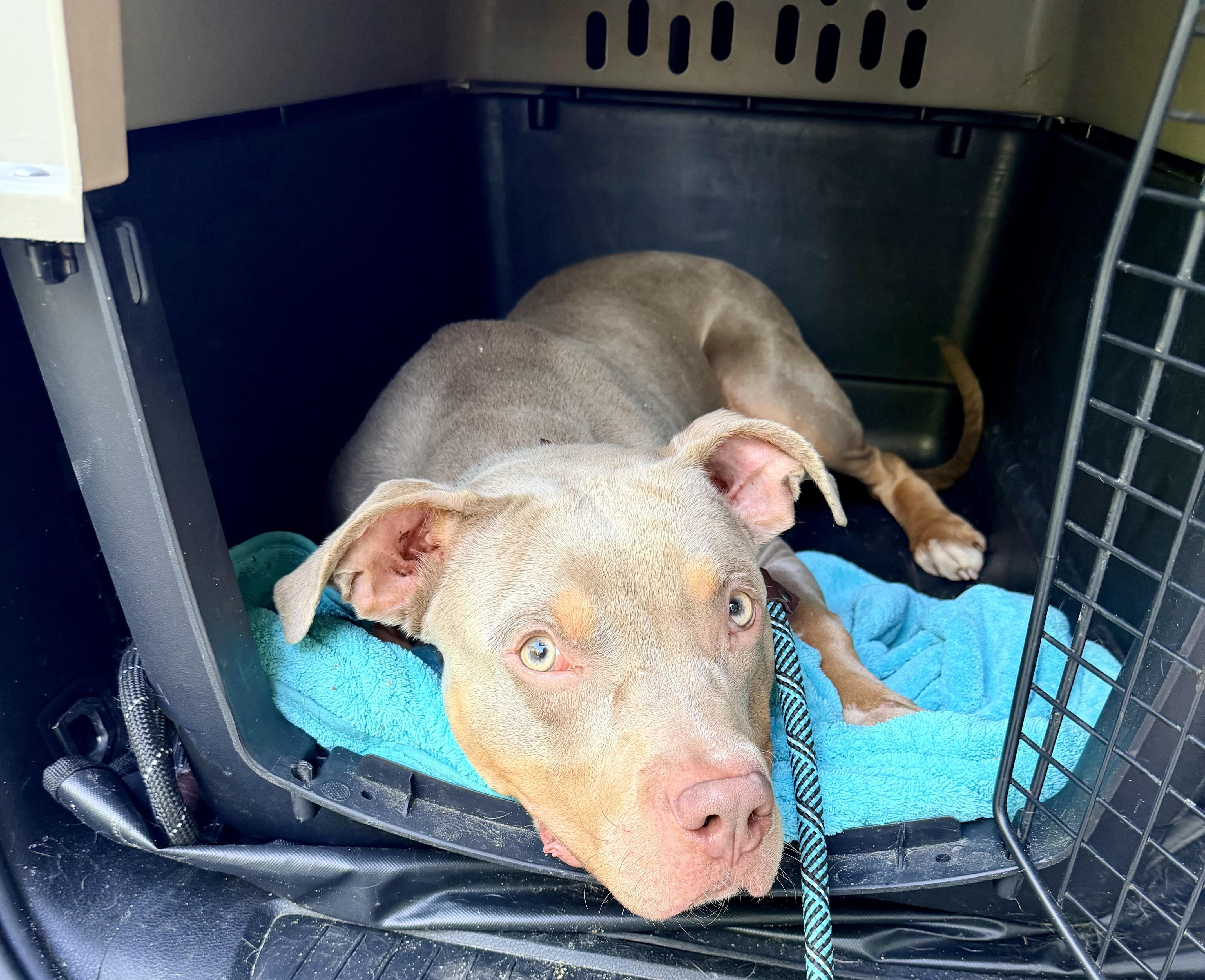 Enlarge Phantom, a ADOPTABLE mixed breed in Petersburg, VA image 4/6