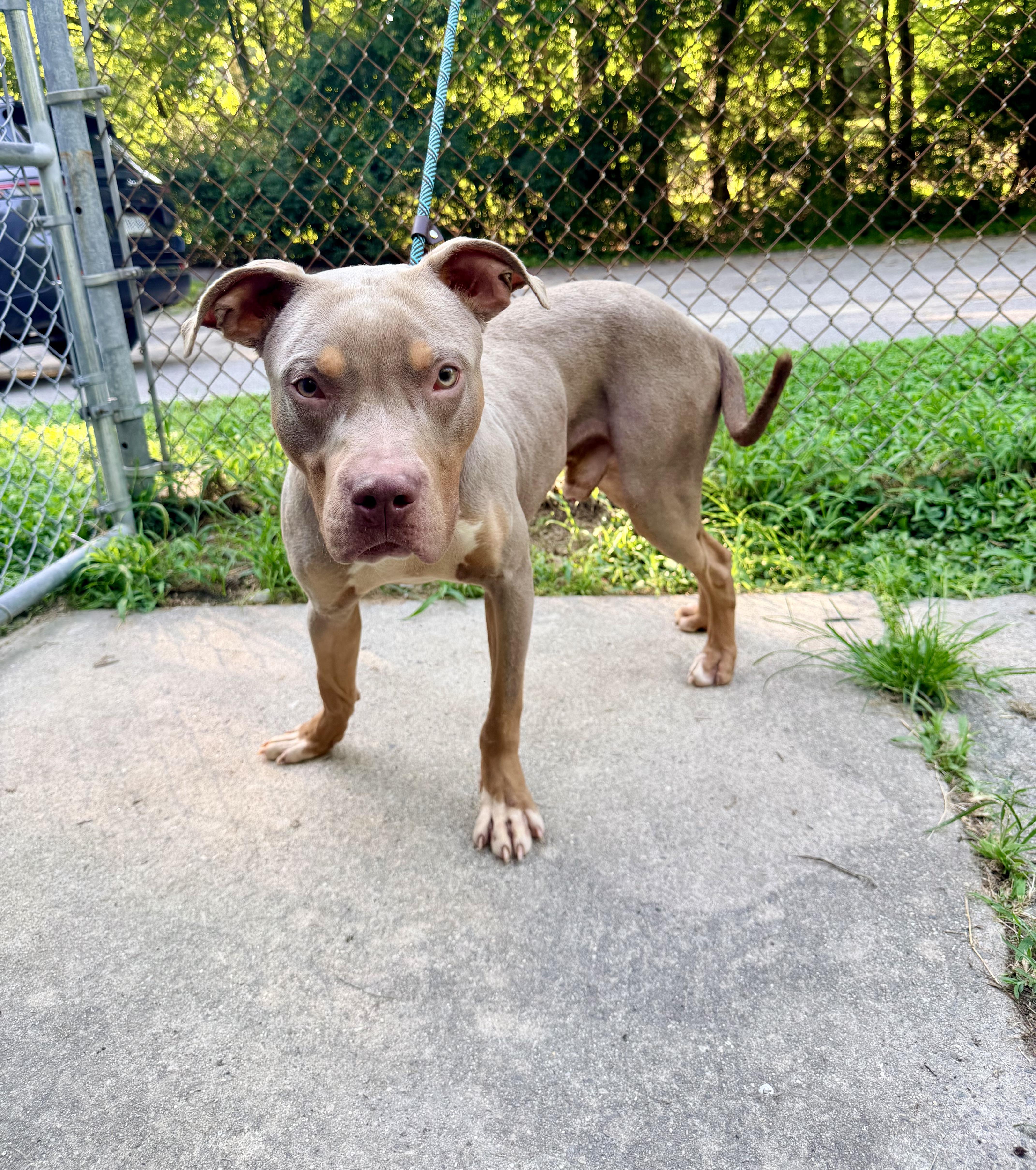 Phantom, ADOPTABLE, Young Male Doberman Pinscher & Pit Bull Terrier.