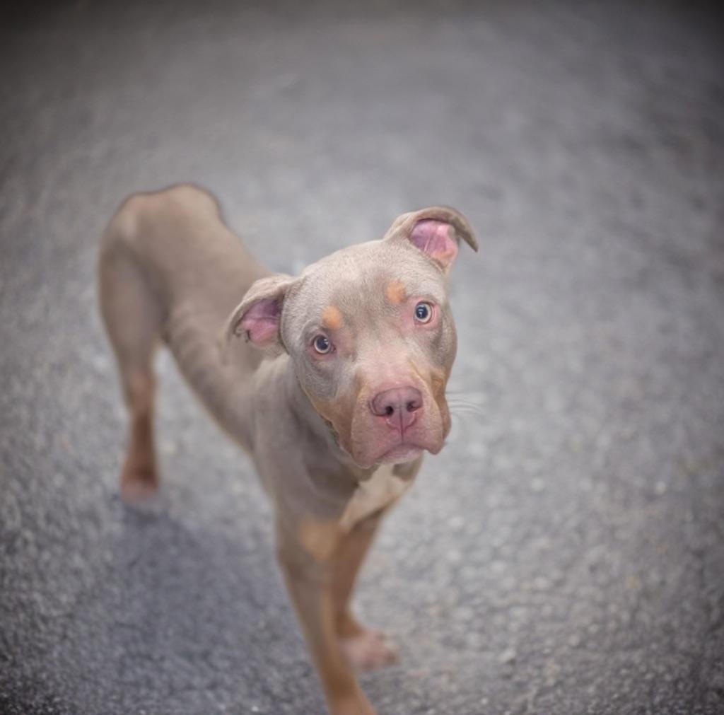 Enlarge Phantom, a ADOPTABLE mixed breed in Petersburg, VA image 1/5