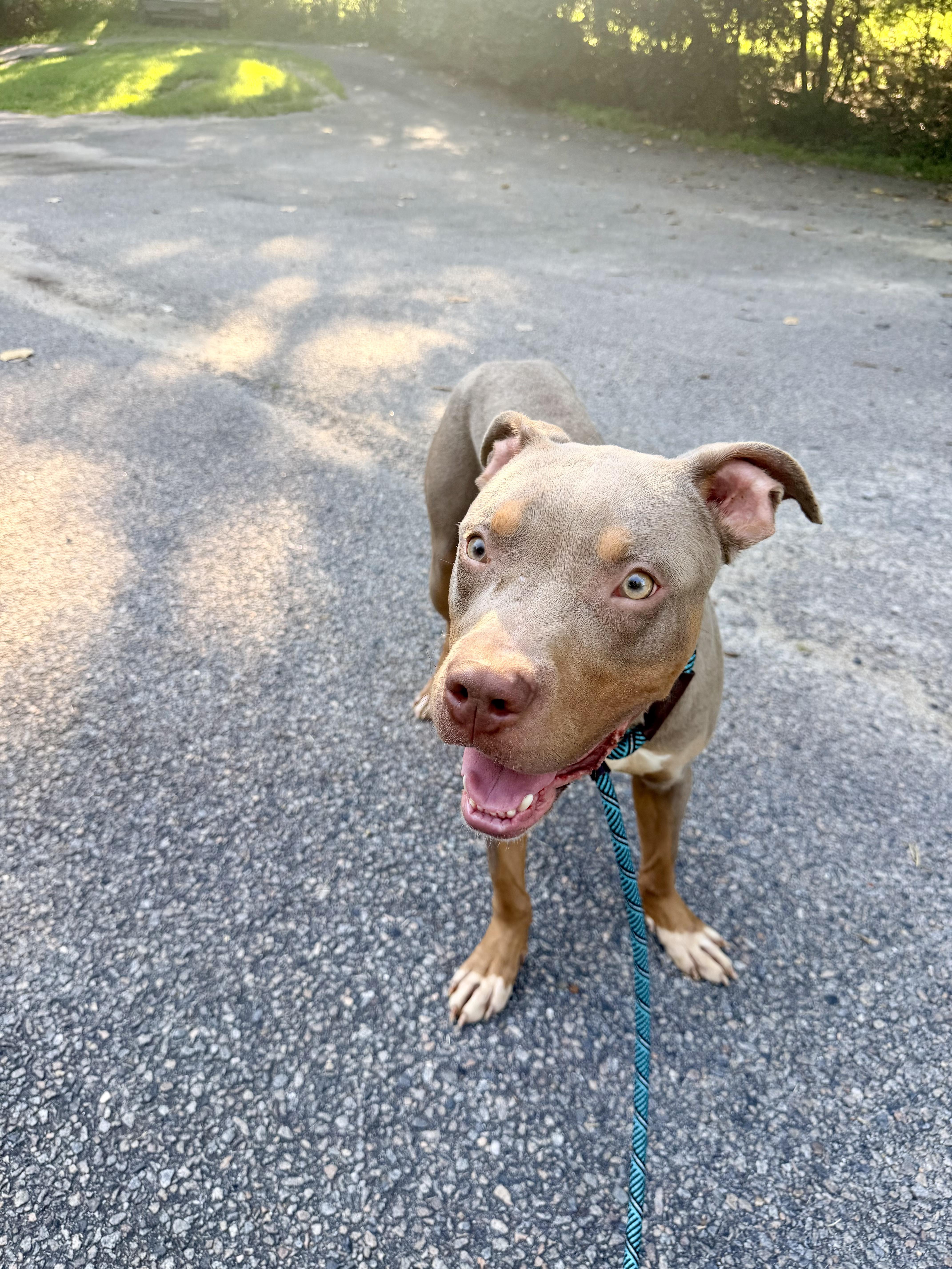 Enlarge Phantom, a ADOPTABLE mixed breed in Petersburg, VA image 6/6