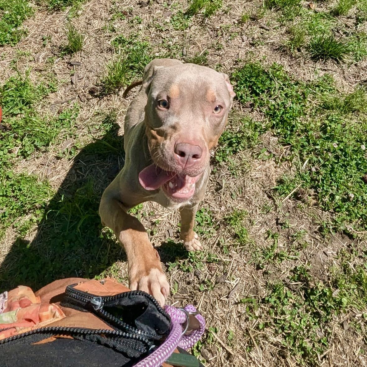 Enlarge Phantom, a ADOPTABLE mixed breed in Petersburg, VA image 2/5