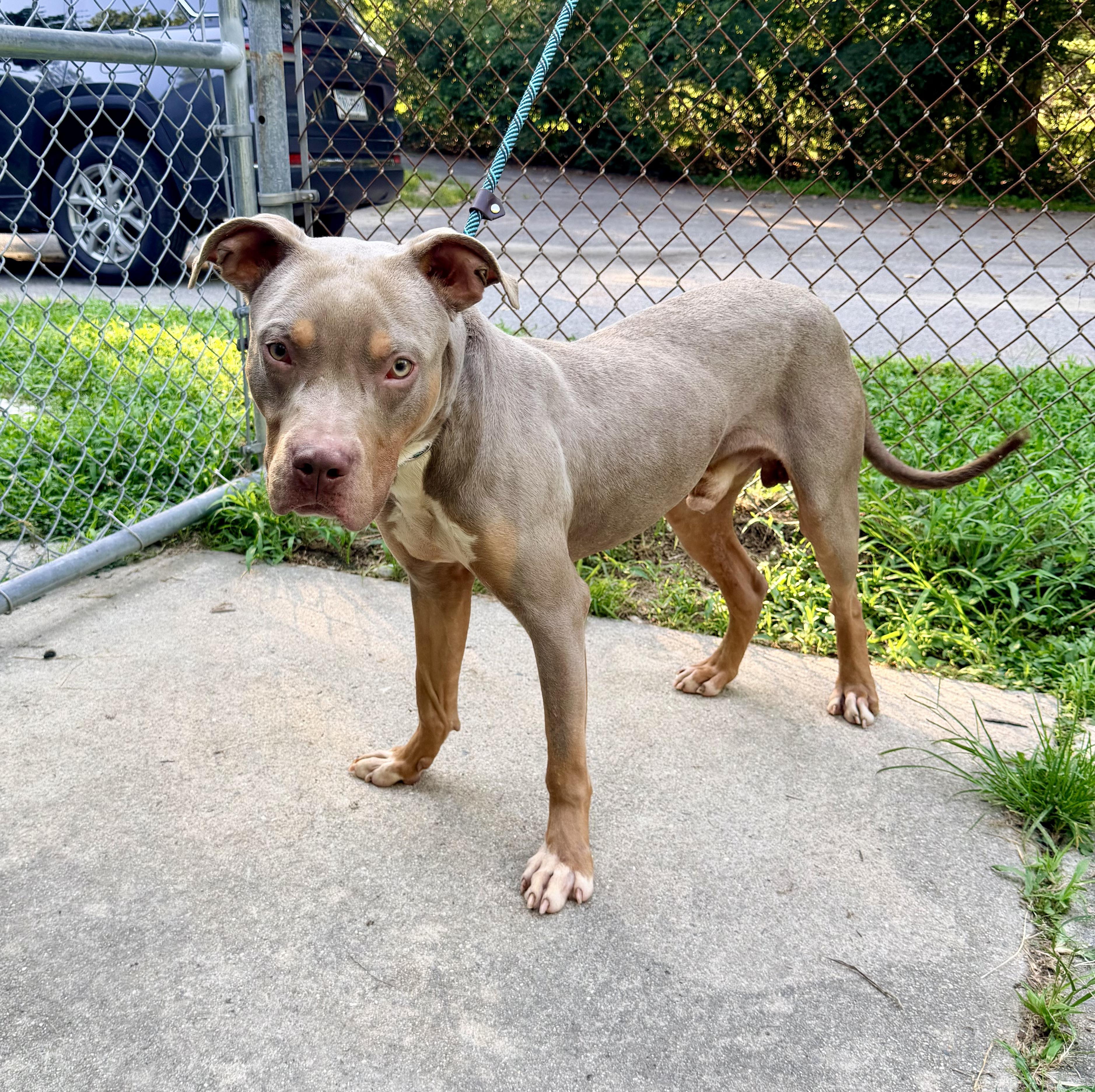Enlarge Phantom, a ADOPTABLE mixed breed in Petersburg, VA image 5/6