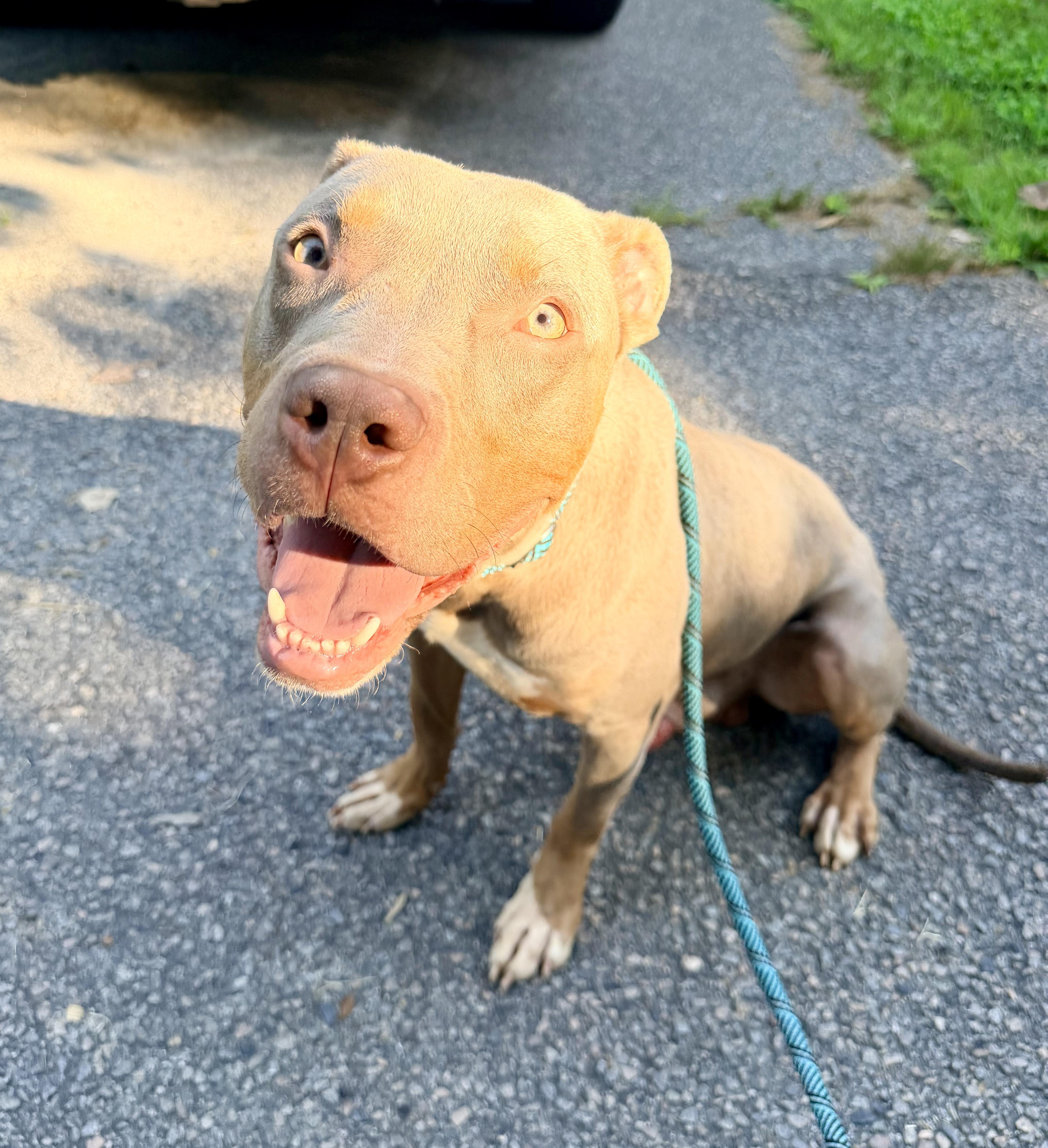 Enlarge Phantom, a ADOPTABLE mixed breed in Petersburg, VA image 2/6