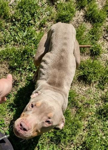 Enlarge Phantom, a ADOPTABLE mixed breed in Petersburg, VA image 5/5